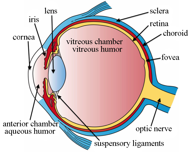 Section of the human eye, showing different parts. 